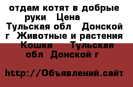 отдам котят в добрые руки › Цена ­ 10 - Тульская обл., Донской г. Животные и растения » Кошки   . Тульская обл.,Донской г.